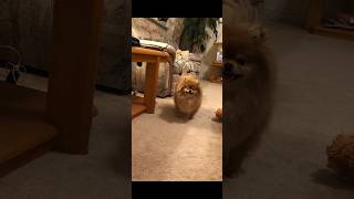 Pomeranian barking and playing with toys—cute pom dog [upl. by Netsrejk]