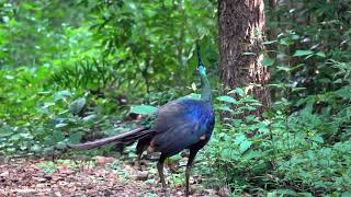 Green Peafowl Pavo muticus [upl. by Notfa]