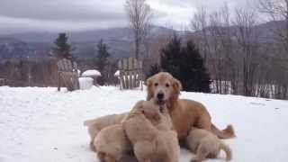 Butternut Goldens  Mother Playing With Her Pups [upl. by Ainimreh863]