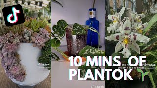 Plant TikTok Compilation  10 mins of Planttok 🌱 Trending TikToks 🌱 [upl. by Barbuto]