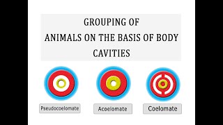 Grouping of Animals on the basis of Body Cavity [upl. by Treblihp]