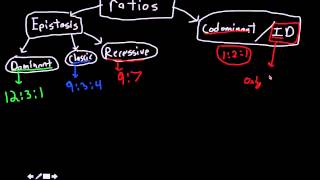 ratios to know for genetics [upl. by Yeldahc]