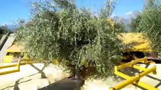 AFRON olive harvesting machine [upl. by Ydurt]