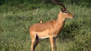 Impala African Antelope in the Kruger National Park South Africa [upl. by Ahser435]