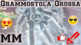 MM Grammostola Grossa [upl. by Thamora]