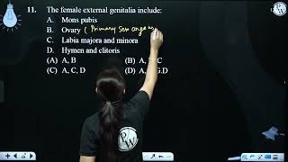 The female external genitalia include A Mons pubis B Ovary C Labia majora [upl. by Wey]