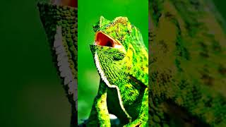 Amazing short of Chameleon shorts short trendingshorts nature [upl. by Salohcim]