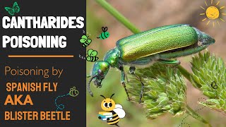 Cantharides Poisoning done by Spanish Fly  Blister Beetle Drugs of Animal Origin  Novice Medic [upl. by Lathrope622]