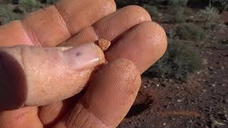 Metal Detecting Gold in Western Australia 2018 pt 7 [upl. by Bibah873]