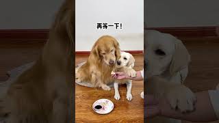 Simba I only eat dumplings dipped in vinegar Cute pet debut plan Fantastic animals on Douyin Dogs [upl. by Chelsea359]