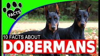 Top 10 Interesting Facts About Doberman Pinschers  Dogs 101 [upl. by Euqinomahs]