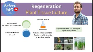 What is regeneration in plant tissue culture  Importance of regeneration Basis of regeneration [upl. by Ashti]