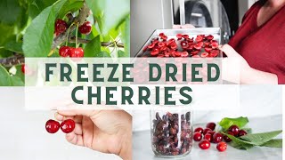 Freeze Drying Food  How to Freeze Dry Cherries [upl. by Etat]