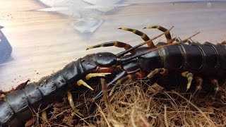 Scolopendra galapagoensis mating [upl. by Larner]