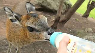 Klipspringer drinking milk [upl. by Akihdar]