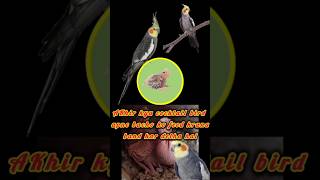 AKhir kyu cocktail bird apne bacho ko feed krana band kar detha haicockatiel breeding [upl. by Eeral]