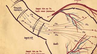 Fisiología pulmonar y ratio de la ventilaciónperfusión  1080 pixeles [upl. by Llireva194]
