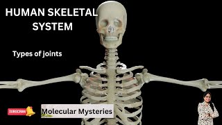 HUMAN SKELETAL SYSTEM  TYPES OF JOINTS  STRUCTURE AND FUNCTION OF JOINTS  MOLECULAR MYSTERIES [upl. by Lyret]