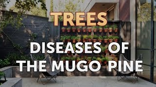 Diseases of the Mugo Pine [upl. by Bell]