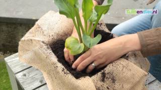 Tuinendiernl  Hoe kan ik Vijverplanten Planten en Onderhouden [upl. by Sairtemed786]