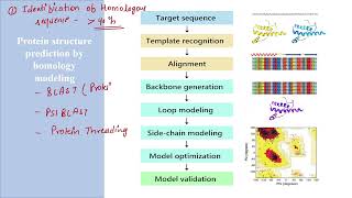 Homology Modeling  Method of protein structure prediction  Usha Yadav [upl. by Carrie]