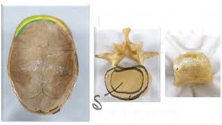 HISTOLOGY OF BONEOsteoprogenitorOsteoblastsOsteocytesOsteoclastsPERIOSTEUMENDOSTEUMSharpey’s [upl. by Noletta583]