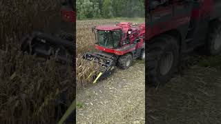 Seedcorn harvest with DragoGT corn head on a Bourgoin B410 corn picker [upl. by Enitsua]