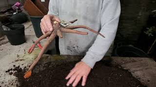 Planting Eremurus  Burncoose Nurseries [upl. by Kermit661]