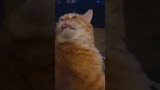 Scatman Cat  Funny Cat Video [upl. by Peonir]