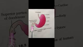 Anatomical region of human stomach biology [upl. by Secrest332]