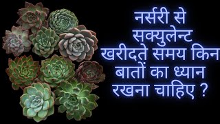 NURSERY SE SUCCULENTS KHAREEDTE SAMAY KIN BAATON KA DHYAAN RAKHANA CHAIYE [upl. by Fredia422]