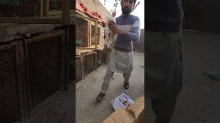 SarY white Chicks Sale Kr diya  Mini Zoo Vlog  Shehr main Dehat [upl. by Westleigh109]