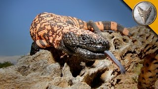 The Gila Monster  AMAZING Venomous Lizard Encounter [upl. by Deana]