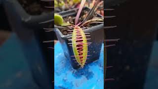 3 Facts About The Venus Flytrap [upl. by Eelrahc]