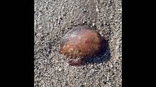 Grosse méduse en bord de plage plage des Sablettes la Seyne sur Mer Var [upl. by Kushner]