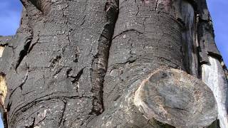 STILL STANDING STRONG  Tall pollarded TREE TRUNK has been left to slowly decay [upl. by Broek]