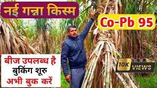 देखिए दमदार वैरायटी CoPb 95  New Sugarcane Variety Pb 95  Features New Planting Method [upl. by Laurent924]