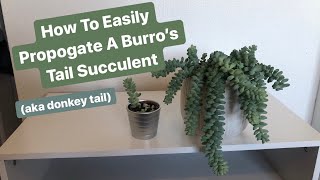 How To Propagate A Burro’s Tail Succulent [upl. by Akahs]