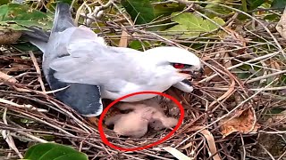 Blackwinged kite Baby Birds bend their heads next to the nest [upl. by Darrel]