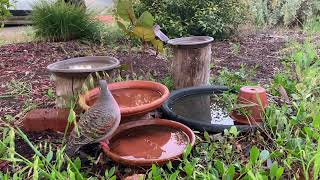 Bronzewing Pigeon Male [upl. by Tarfe]