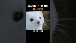 세상에서 가장 작은 육식동물 쇠족제비 족제비 Leastweasel [upl. by Bloomer]