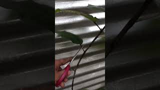 Amazing Cutting Skills Video of cutting leaves on trees 01 [upl. by Zulch]