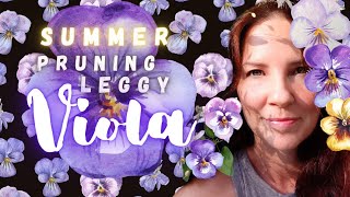 Summer Pruning Leggy Viola amp Pansy pansies [upl. by Akilak51]