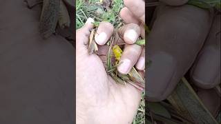 releasing all types of grasshoppers [upl. by Yeung]