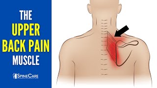 The Upper Back Pain Muscle How to Release It for INSTANT RELIEF [upl. by Weksler]