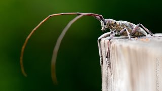 Monochamus galloprovincialis [upl. by Littman]