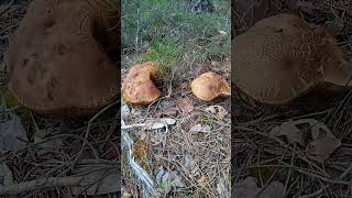 ⚠️ BOLETUS Pinophilus ⚠️ mayo 2024 [upl. by Anwaf538]