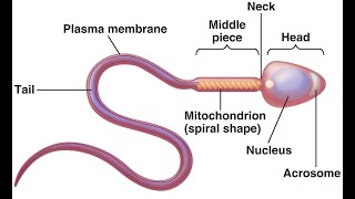 Structure of sperm cell Cell biology [upl. by Etam724]