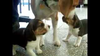 Dog mom ends beagle puppies fight [upl. by Inahteb26]