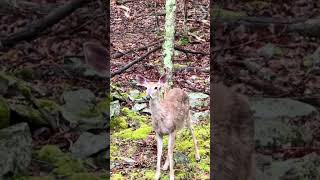 A Look At A Rare Deer Call fyp wtf deer wildlife nature funny growupnever [upl. by Burger]